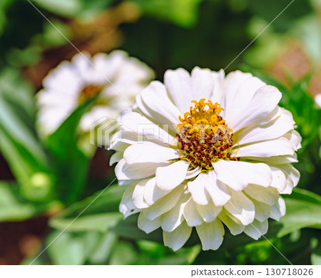 Zinnia flower 2-45 130718026