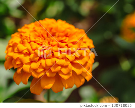 Zinnia flower 2-54 Zinnia flower 2-54 130718035