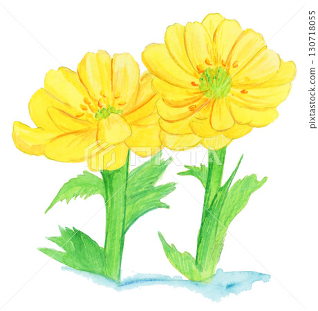 Hand-painted watercolor illustration of adonis 130718055