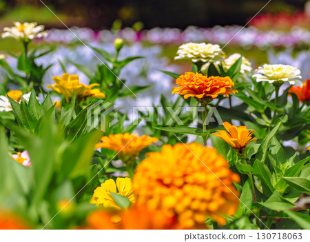 Zinnia flower 2-19 130718063