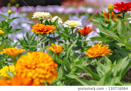 Zinnia flower 2-20 130718064