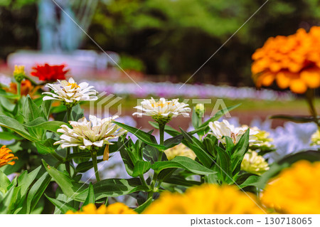 Zinnia flower 2-21 130718065