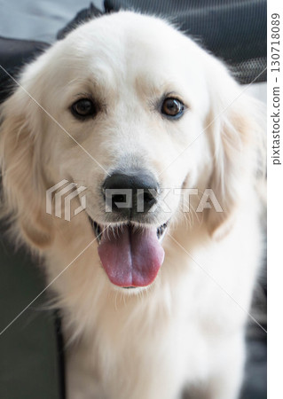A smiling golden retriever peeking out of a soft crate A smiling golden retriever peeking out of a soft crate 130718089