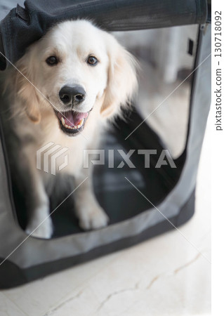 一隻微笑的黃金獵犬從柔軟的箱子裡探出頭來 一隻微笑的黃金獵犬從柔軟的箱子裡探出頭來 130718092