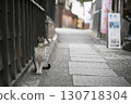 A cat staring at you in a back alley in Kawagoe 130718304