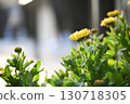 Yellow flower 130718305