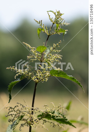 Wild Stinging Nettle Plant 130718496