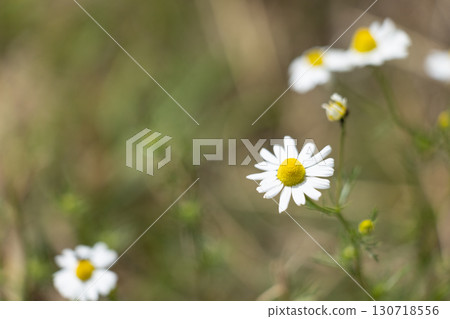 White Daisy in Bloom White Daisy in Bloom 130718556