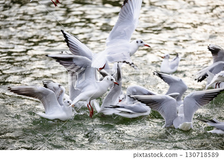 Flock of Seagulls in Dynamic Flight over Sparkling Water Surface 130718589