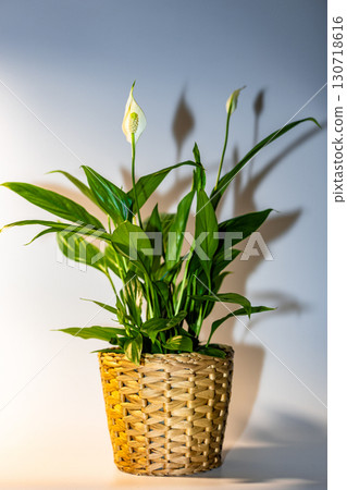 Peace Lily in Woven Basket With Soft Shadow Lighting and White Background 130718616