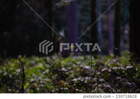 Solitary Leafy Twig Amidst Shadowy Forest Floor Landscape Rays 130718628