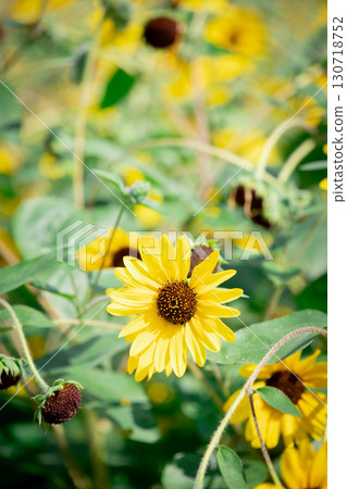 黃花 130718752