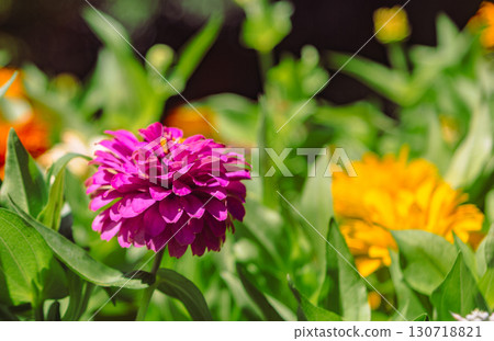 百日菊花 5-3 130718821