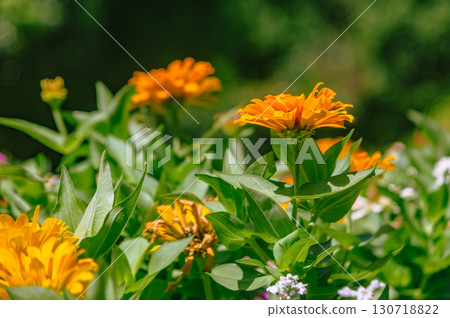 百日菊花 5-4 百日菊花 5-4 130718822