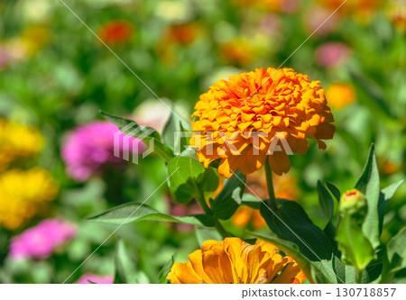 百日菊花 5-39 130718857