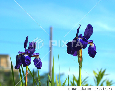 Two irises bathed in the spring sky and sunlight (irises in a flowerbed in Kanda Park) Two irises bathed in the spring sky and sunlight (irises in a flowerbed in Kanda Park) 130718965