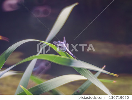 Tombo 6-10 130719050