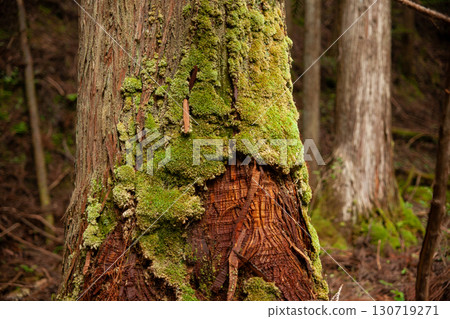 Moss growing on rotting wood 130719271