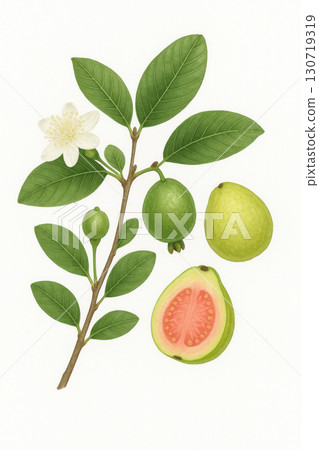 Guava fruit growth stages from flower to ripe cut fruit with botanical branch and green leaves on white background showing natural agricultural food concept 130719319