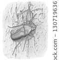 Blue scarab beetle_pencil drawing 130719636