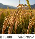 Fruited rice panicle 130719698