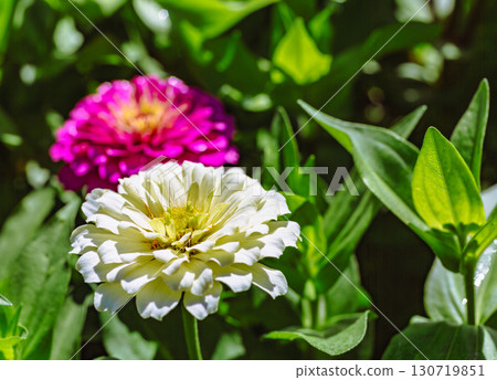 Zinnia flower 7-4 Zinnia flower 7-4 130719851