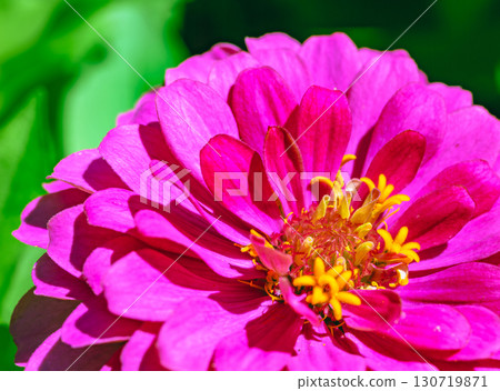 Zinnia flower 7-24 Zinnia flower 7-24 130719871