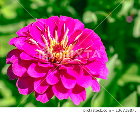 百日菊花 7-26 130719873