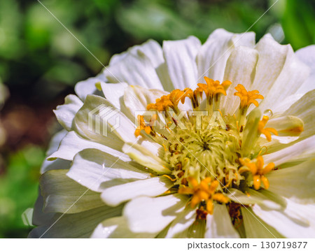 百日菊花 7-33 百日菊花 7-33 130719877