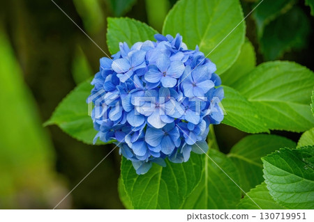 靜靜綻放的藍色繡球花 130719951