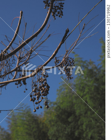 Wax nuts bathed in autumn sunlight (blue sky and bamboo forest and wax trees in Gennaiyama Green Space) 130719962