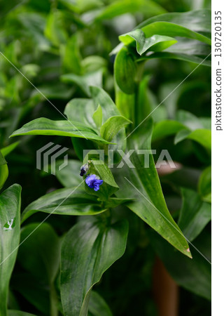 Kusatsu Blue Flower (Kusatsu City Flower) 130720135