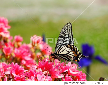 Papilio machaon sucking nectar from a red azalea flower Papilio machaon sucking nectar from a red azalea flower 130720179