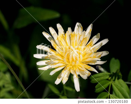 Close-up of a white dandelion bathed in sunlight (Gennaiyama Green Space) Close-up of a white dandelion bathed in sunlight (Gennaiyama Green Space) 130720180