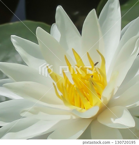 Beautiful water lilies were blooming at Ofuna Flower Center. 130720195