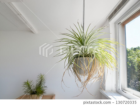 空氣植物 空氣植物 130720335