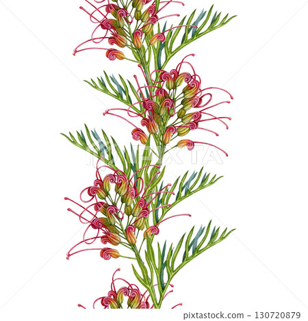 Grevillea flower seamless border decor element botanical watercolor illustration. Hand drawn Australian native wildflower. Blooming grevillea exotic decoration design element on white background Grevillea flower seamless border decor element botanical watercolor illustration. Hand drawn Australian native wildflower. Blooming grevillea exotic decoration design element on white background 130720879