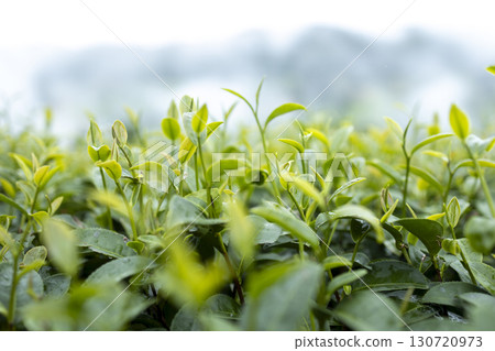 Green tea leaf in the morning, tea plantation 130720973