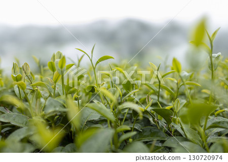 Green tea leaf in the morning, tea plantation 130720974