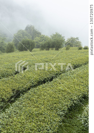 Green tea leaf in the morning, tea plantation 130720975