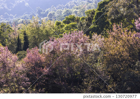 Wild Himalayan Cherry (Prunus cerasoides) or thai sakura flower 130720977
