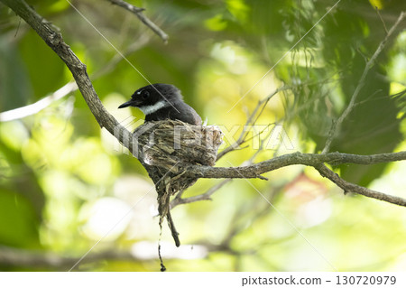 mother bird feeding her baby bird in the bird's nest. mother bird feeding her baby bird in the bird's nest. 130720979