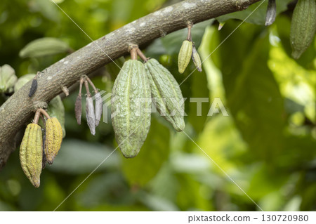 Cacao Tree (Theobroma cacao). Organic cocoa fruit pods in nature. Cacao Tree (Theobroma cacao). Organic cocoa fruit pods in nature. 130720980