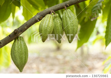 Cacao Tree (Theobroma cacao). Organic cocoa fruit pods in nature. Cacao Tree (Theobroma cacao). Organic cocoa fruit pods in nature. 130720981