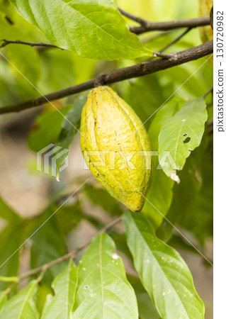 Cacao Tree (Theobroma cacao). Organic cocoa fruit pods in nature. Cacao Tree (Theobroma cacao). Organic cocoa fruit pods in nature. 130720982