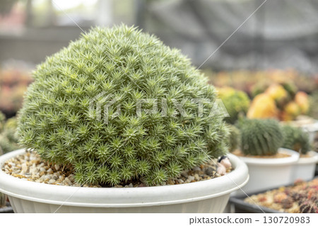 Bromeliad, Deuterocohnia Lorentziana, Bromeliaceae, Close-up, 130720983