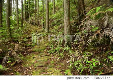 Crossing Tori Pass (ancient road) [Kiwacho, Kumano City, Mie Prefecture] 130721136