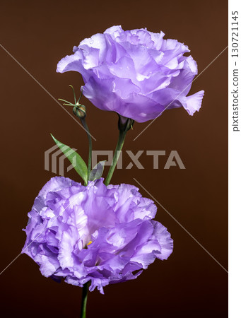 Purple Lisianthus Flowers on a Brown Background Purple Lisianthus Flowers on a Brown Background 130721145