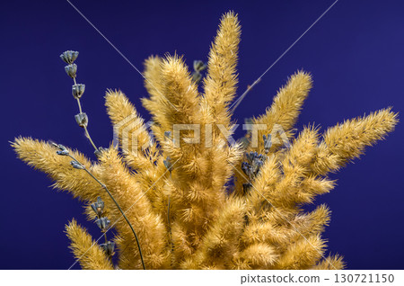 Dried Flowers and Lavender Against a Deep Blue Background 130721150