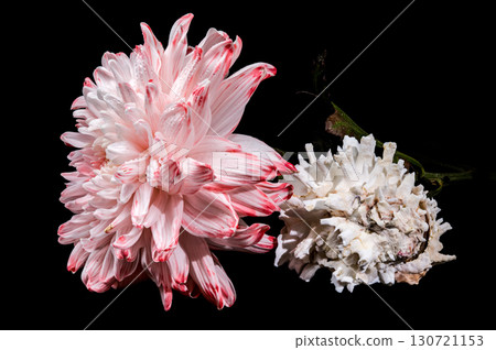 Still Life with Pink Chrysanthemum and Murex Shell Still Life with Pink Chrysanthemum and Murex Shell 130721153